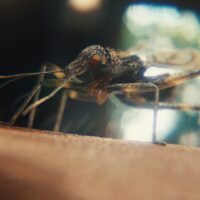 Every-Frame-counts-insects