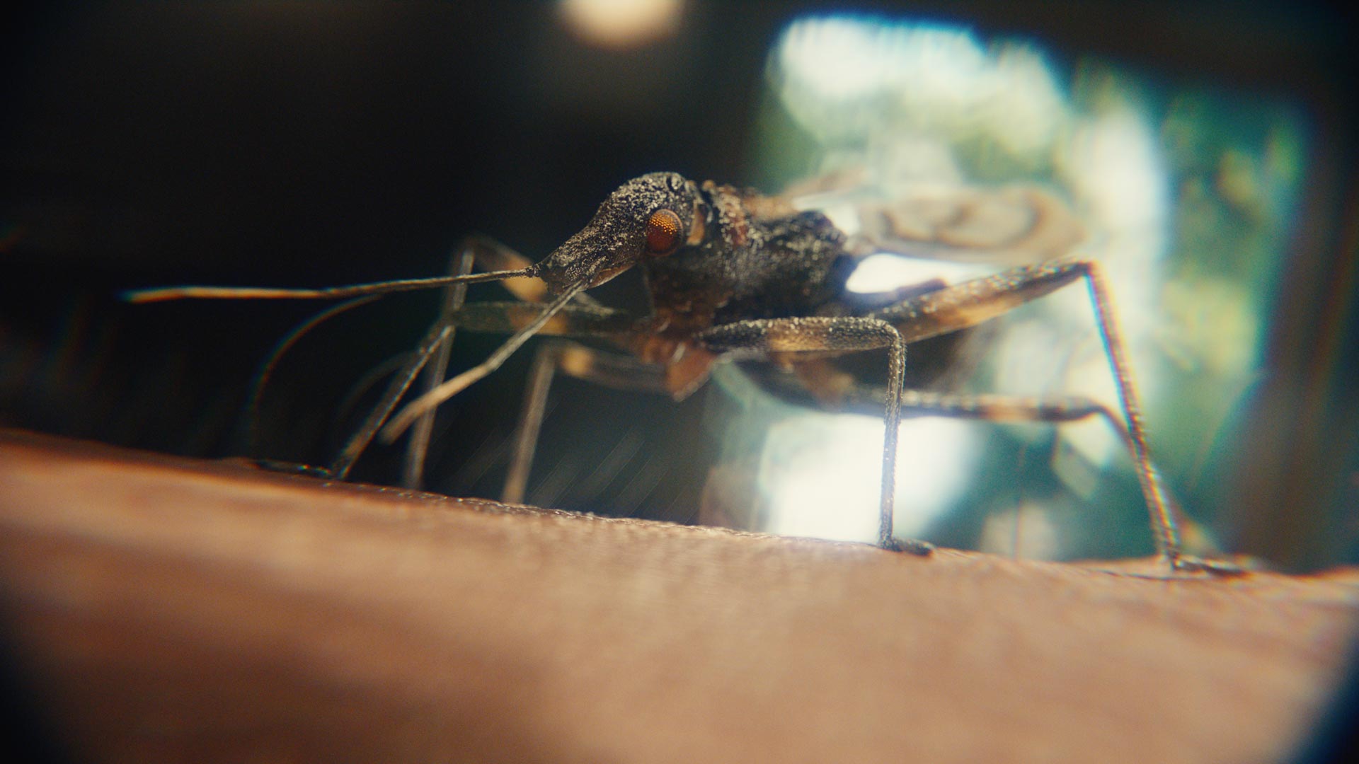 Every-Frame-counts-insects